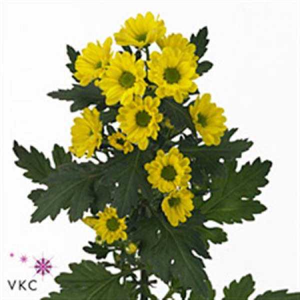 Chrysanthemums San Rossi Sunny  Col-Yellow