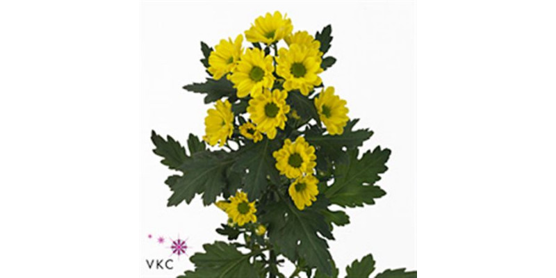 Chrysanthemums San Rossi Sunny  Col-Yellow