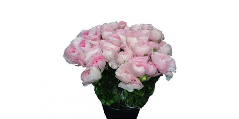 Ranunculus Su Hanoi 40 A1Pink