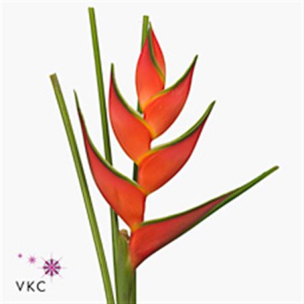 Heliconia Oriole Orange 100cm A1