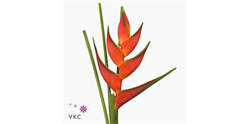 Heliconia Oriole Orange 100cm A1