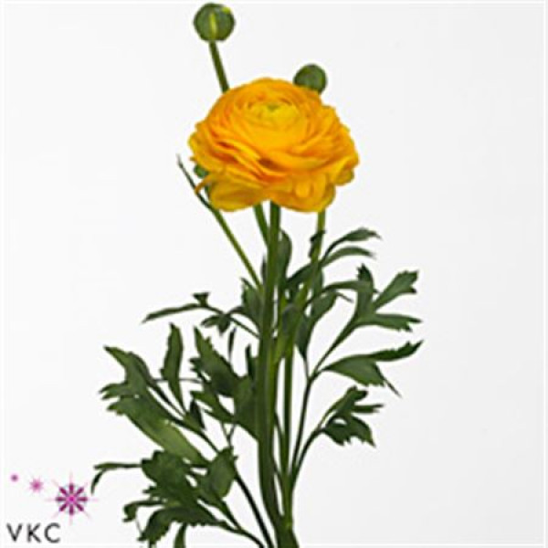 Ranunculus Aazur Yellow 55cm A1