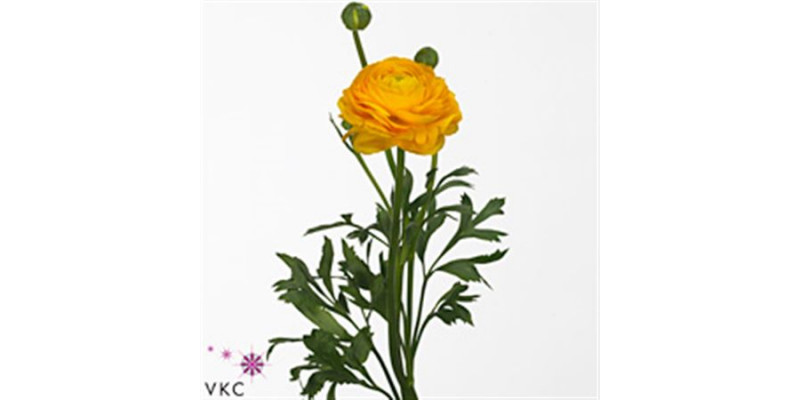 Ranunculus Aazur Yellow 55cm A1