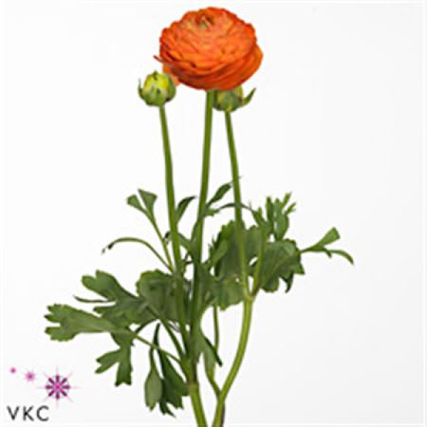 Ranunculus Aazur Orange 40cm A1