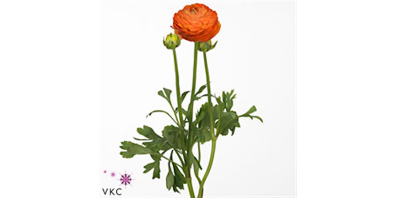 Ranunculus Aazur Orange 40cm A1