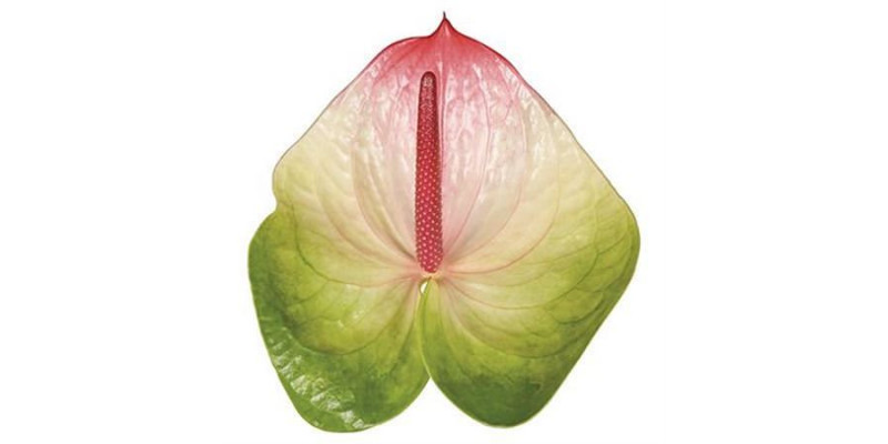 Anthurium Zafira X10 10cm 10