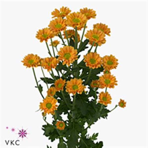 Chrysanthemums San Karibu 55cm A1 Col-Red