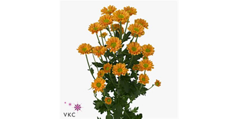 Chrysanthemums San Karibu 55cm A1 Col-Red