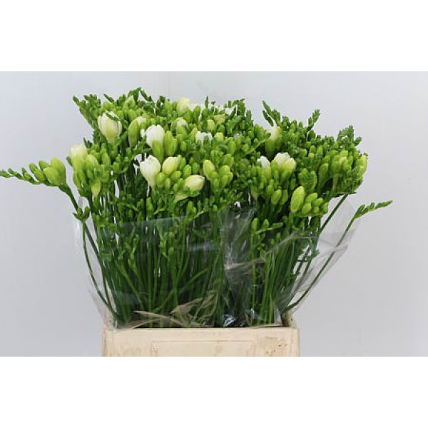 Freesias Du Versailles 54cm A1