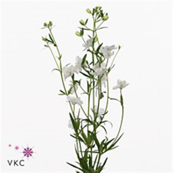 Delphinium En M Sil White 60cm  Col-White