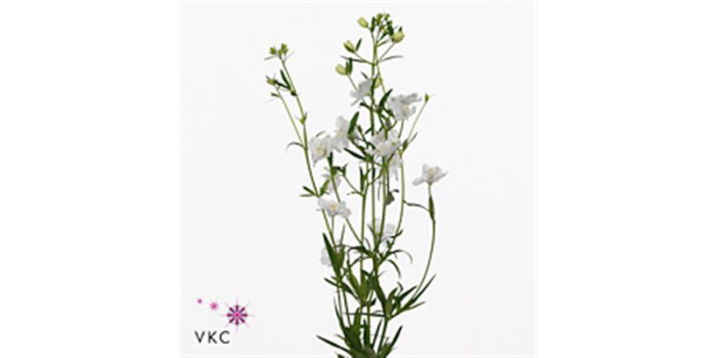 Delphinium En M Sil White 70cm  Col-White