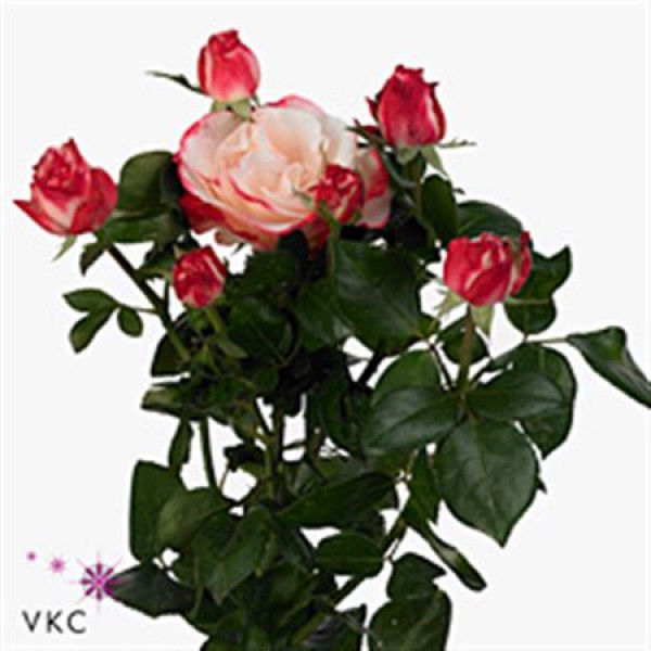 Rose Tr H T G Nostalgie 60cm A1