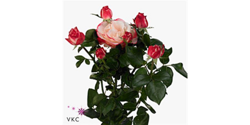 Rose Tr H T G Nostalgie 60cm A1