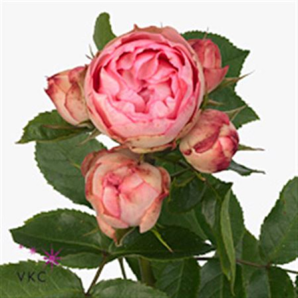 Rose Tr Lovely Roccoco 60cm A1