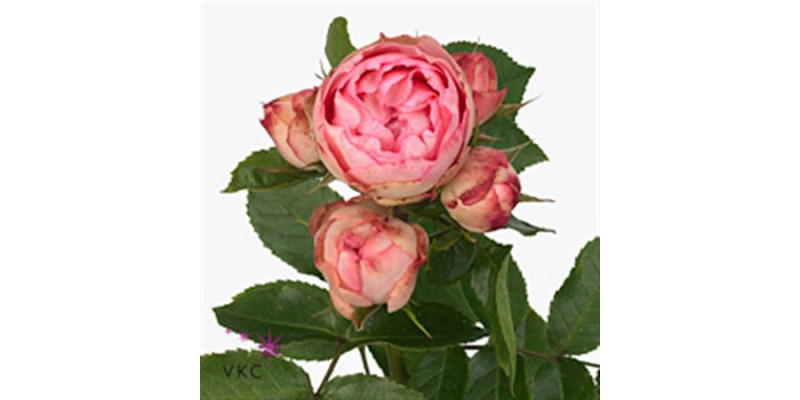 Rose Tr Lovely Roccoco 80cm A1