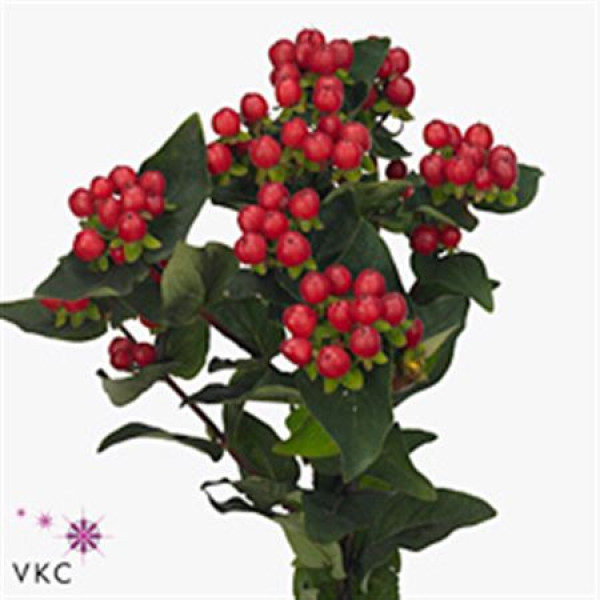 Hypericum Magical Trop Fall Super 50cm A1