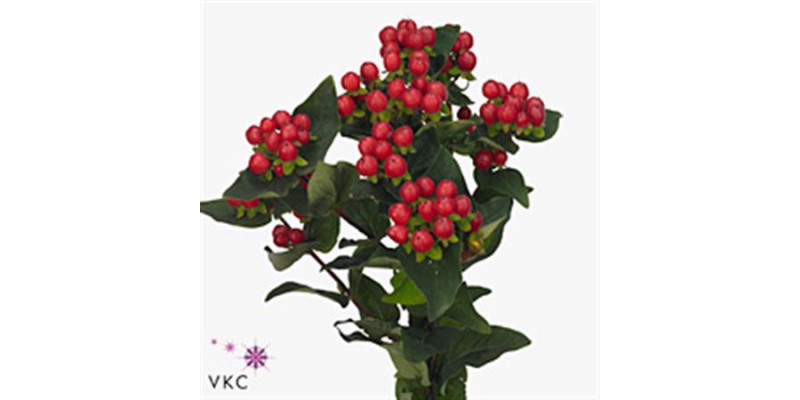 Hypericum Magical Trop Fall Super 50cm A1