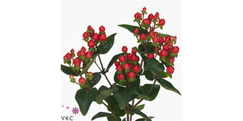 Hypericum Coco Fiesta 60cm  Col-Red