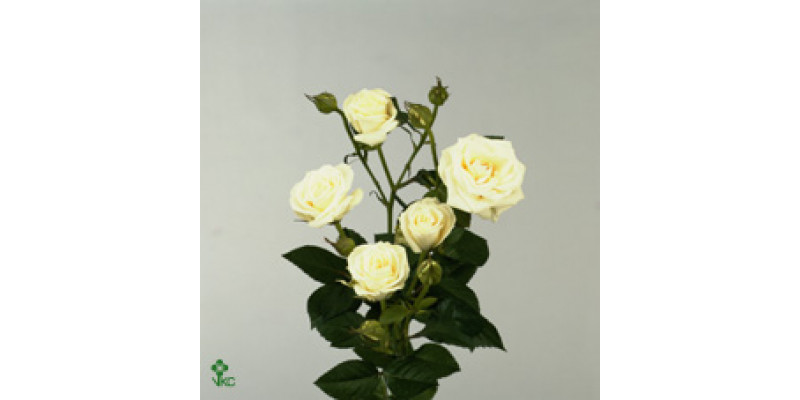 Rose Tr Viviane 60cm A1