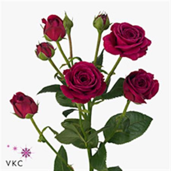 Rose Tr Scented Air 60cm A1