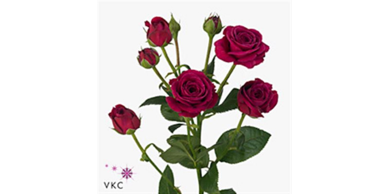 Rose Tr Scented Air 80cm A1