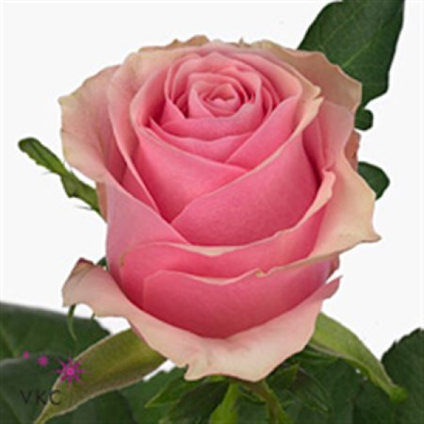 Rose Gr Celeb 70cm A1