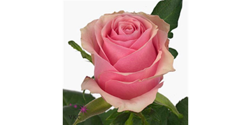 Rose Gr Celeb 70cm A1