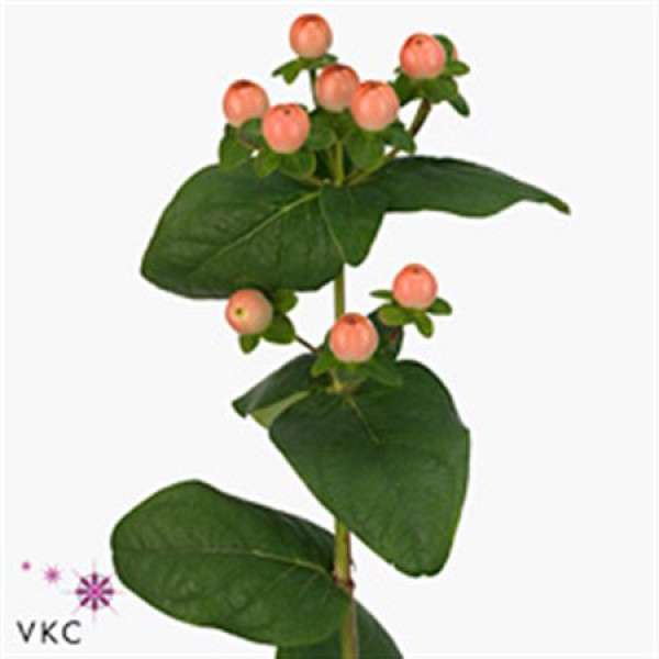 Hypericum Pink Gia 50cm A1