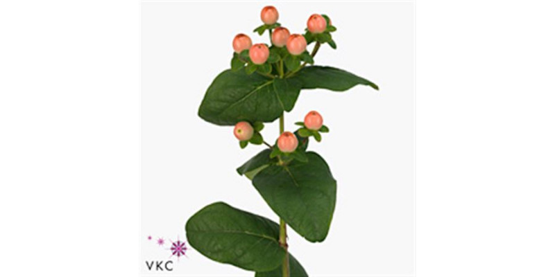 Hypericum Pink Gia 70cm A1