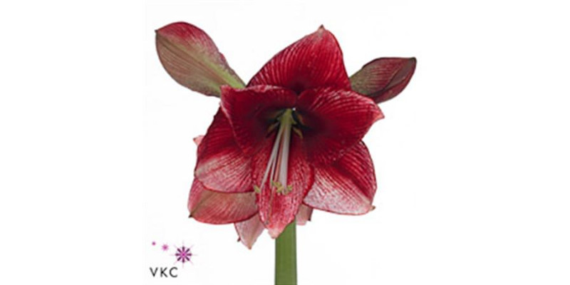 Amaryllis Ga Maestro 75cm A1