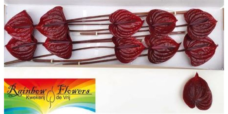 Anthurium A Nero X12  A1