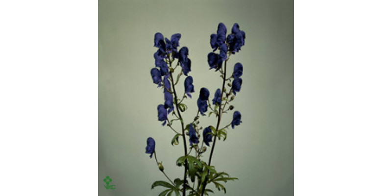 Aconitum Spark's Variety 80cm A1 Col-Blue