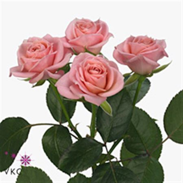 Rose Tr Pink Irischka 60cm A1