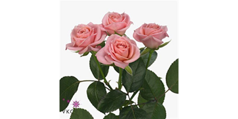 Rose Tr Pink Irischka 60cm A1