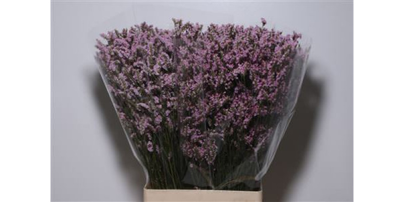 Limonium Mr Silver Pink 65cm A1 Col-Pink