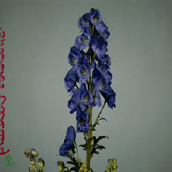 Aconitum Arendsii 70cm A1