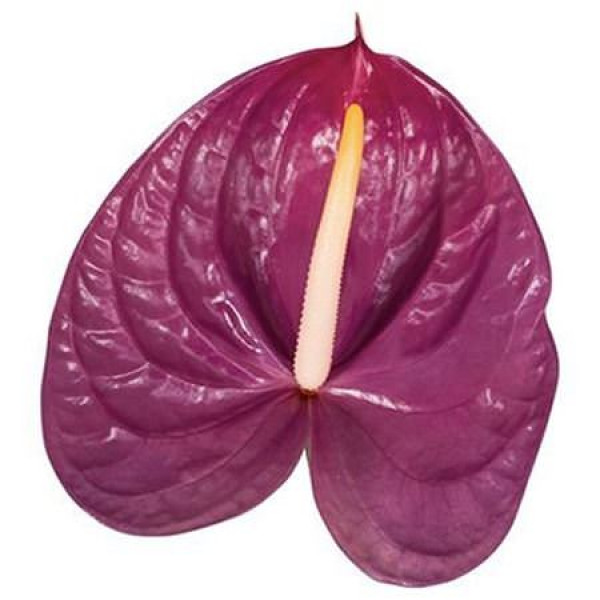 Anthurium Roxette X10 10cm 10