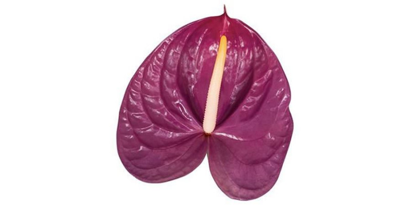 Anthurium Roxette X10 10cm 10