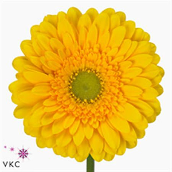 Gerbera Submarine Diamond 45cm A1 (Valentine Pre Order)