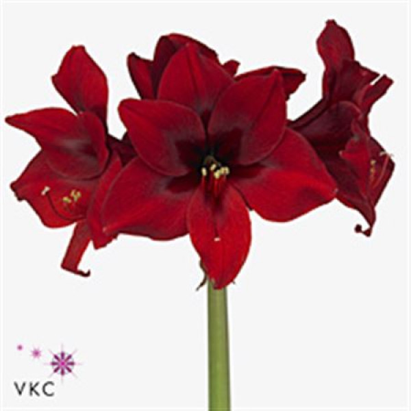 Amaryllis Grand Diva 12cm A1