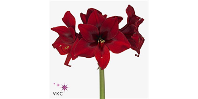 Amaryllis Grand Diva 12cm A1