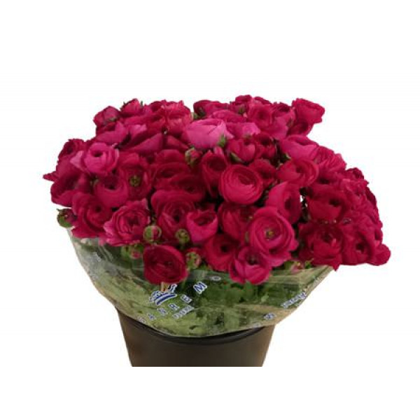 Ranunculus El Dark Pink Anemones/ Ranuncles A1