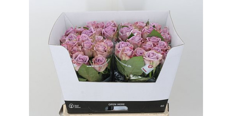 Rose Gr Armando 60cm A1