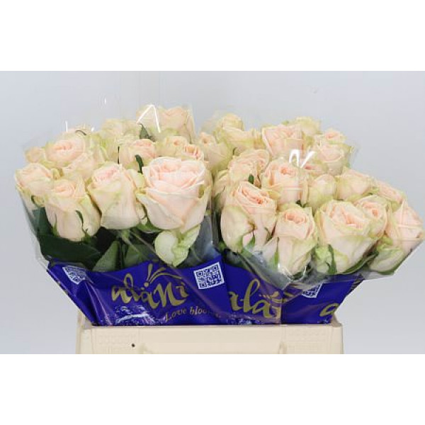 Rose Gr Wedding Rose 50cm A1 Col-Pink