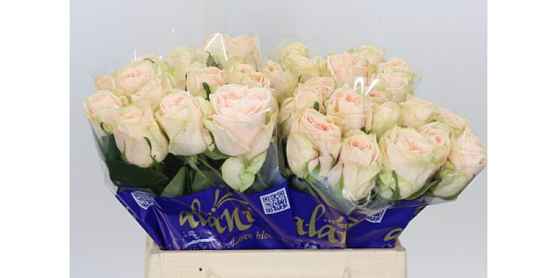 Rose Gr Wedding Rose 50cm A1 Col-Pink