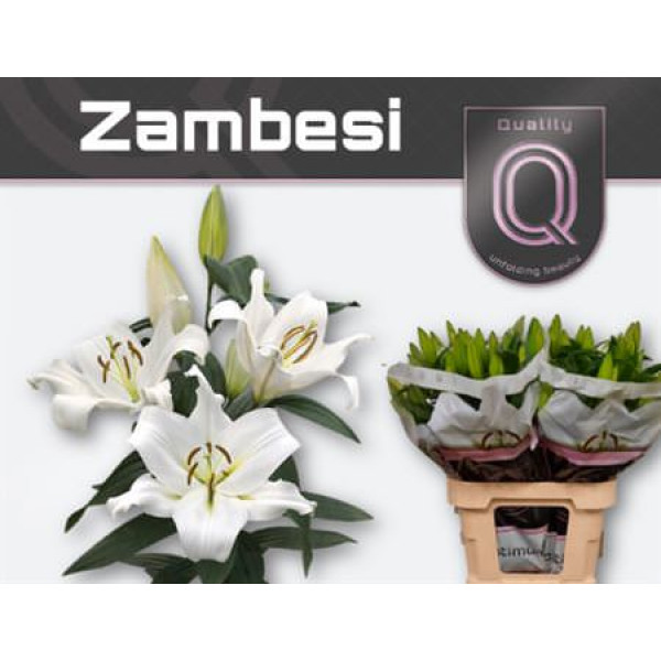 Lillys Or Zambesi A2 80cm A1 Col-White