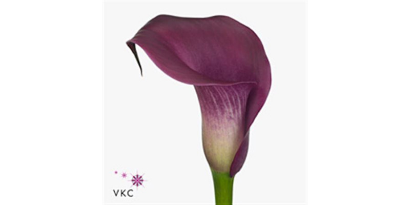 Zanthedeschias Calla Lilly Sumatra 80cm A1