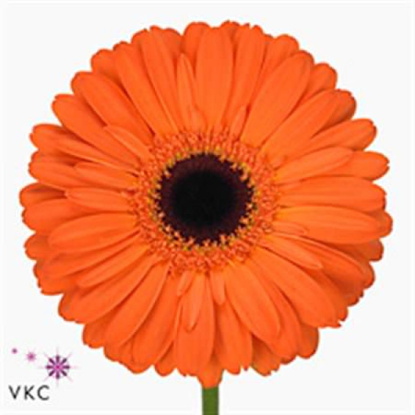 Gerbera Applause Diamond 45cm A1 (Valentine Pre Order)