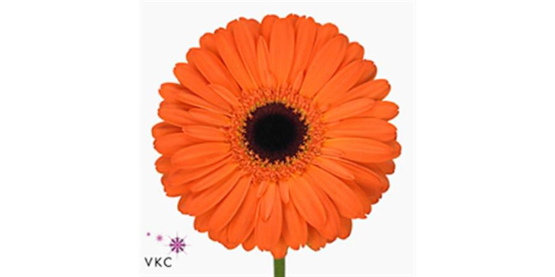 Gerbera Applause Diamond 45cm A1 (Valentine Pre Order)