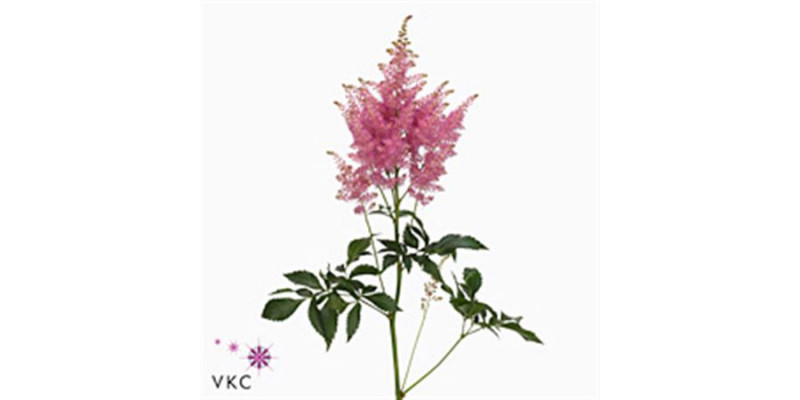 Astilbe Honky tonk 50cm 